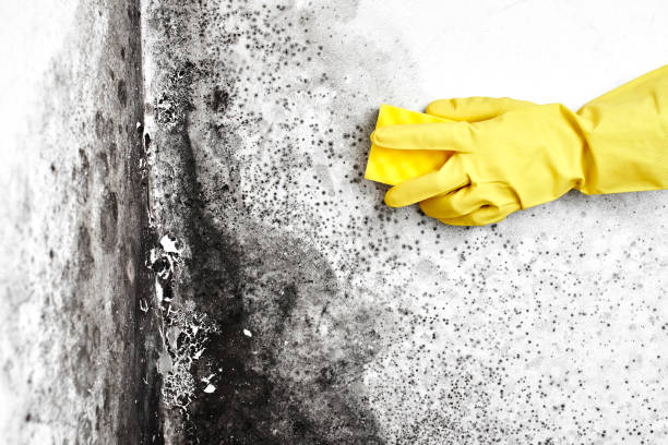 Best Attic Mold Removal  in Durand, WI