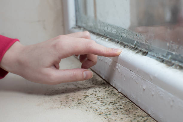 Dehumidification Services in Durand, WI