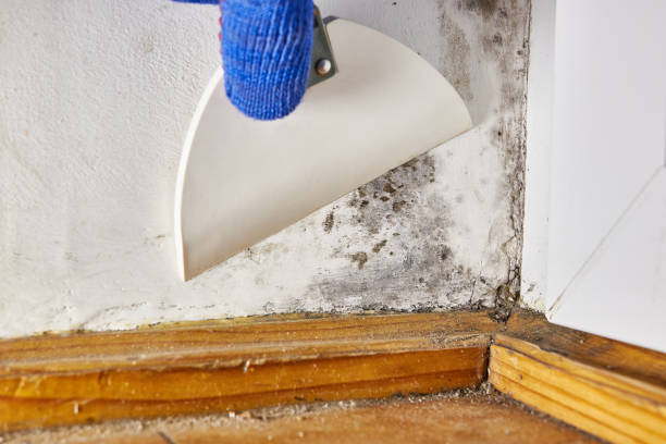 Best Mold Prevention Services  in Durand, WI